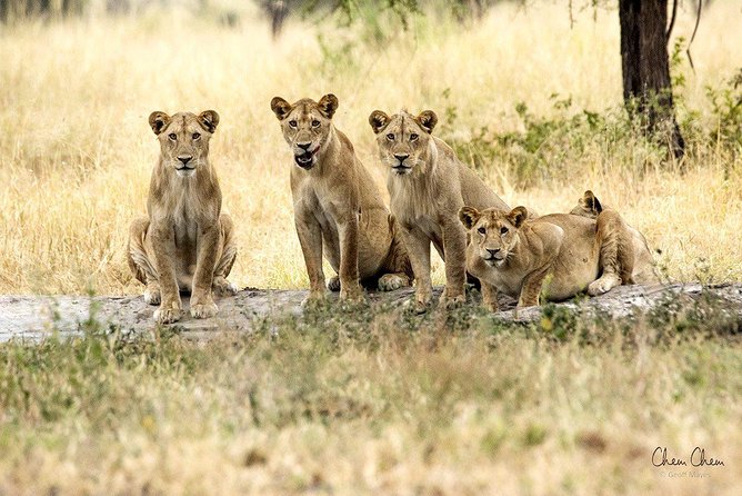 4 Days Joining group budget camp Safari in Serengeti , Ngorongoro and Tarangire - Three parks, one fast northern Tanzania route