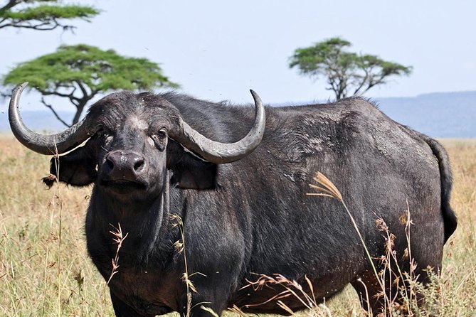 4 Days Joining group budget camp Safari in Serengeti , Ngorongoro and Tarangire - Tarangire brings a different wildlife setting
