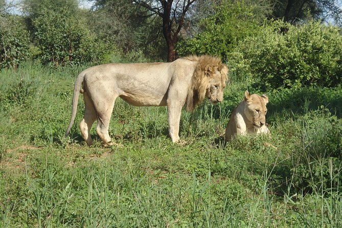 4 Days Joining group budget camp Safari in Serengeti , Ngorongoro and Tarangire - Five hours in a pop-up safari jeep