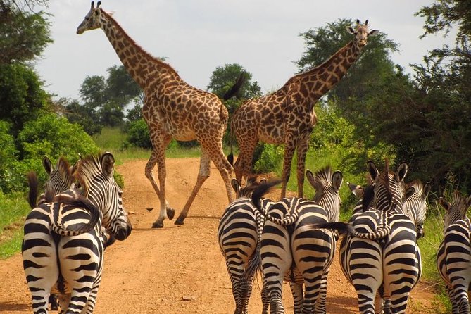 4 Days Joining group budget camp Safari in Serengeti , Ngorongoro and Tarangire - Camping for two nights, lodge comfort for one