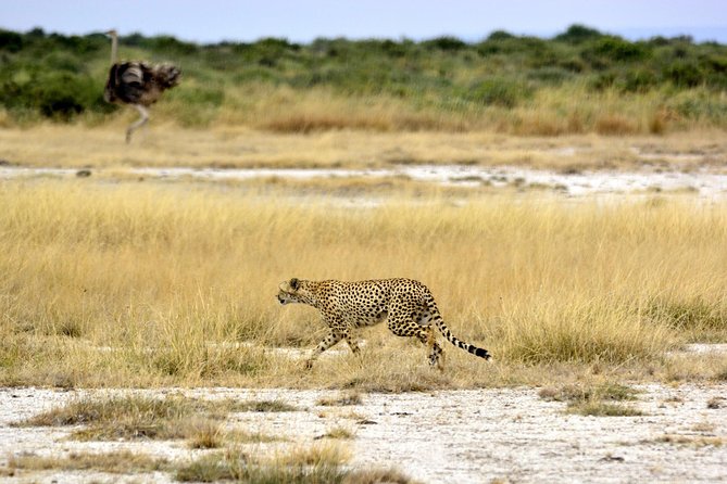 4 Days Joining group budget camp Safari in Serengeti , Ngorongoro and Tarangire - Is $930 good value for a group safari?