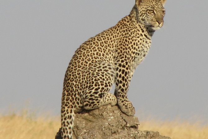 4 Days Joining group budget camp Safari in Serengeti , Ngorongoro and Tarangire - What the Serengeti portion offers
