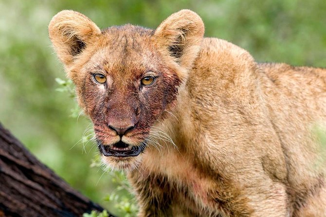 4 Days Lake Manyara National Park, Ngorongoro Crater , Serengeti National Park. - Key points to know before booking