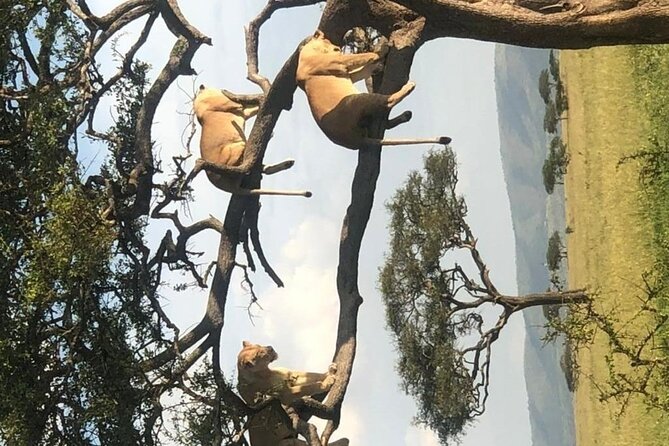 4 Days lodge &camping Tarangire,Serengeti, Ngorongoro Safari Tour - Day 4 inside Ngorongoro Crater
