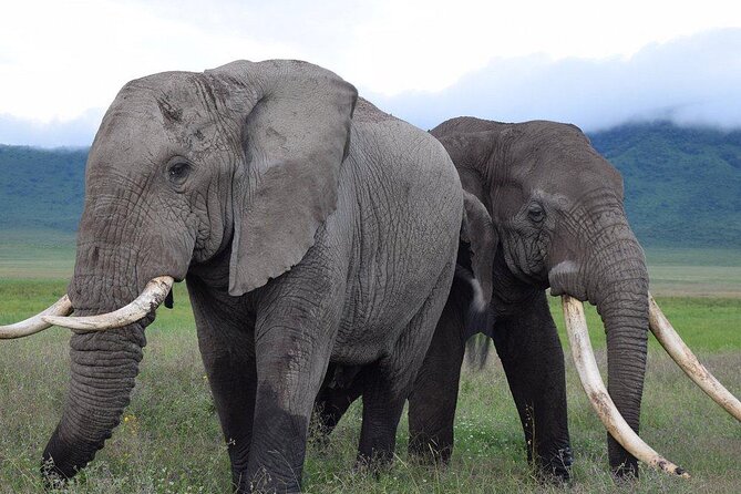 4 Days lodge &camping Tarangire,Serengeti, Ngorongoro Safari Tour - Camping, meals, and the real level of comfort