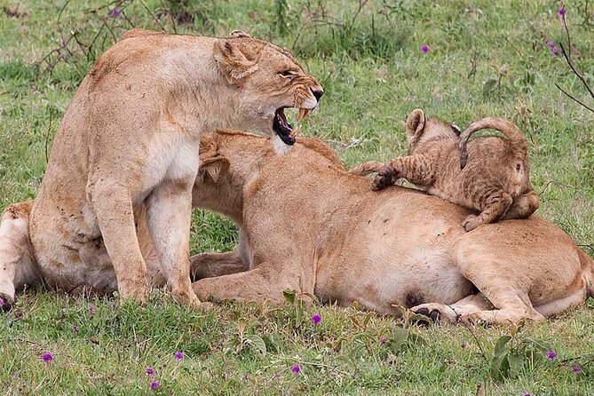4 Days lodge &camping Tarangire,Serengeti, Ngorongoro Safari Tour - Day 2 crosses the crater rim into the Serengeti