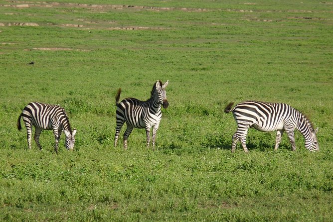 4 Days Lodge Safari - What this four-day safari is really trying to do