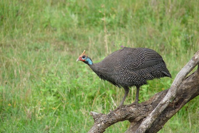 4 Days Lodge Safari - Day 3: Dawn in Seronera and the crater rim