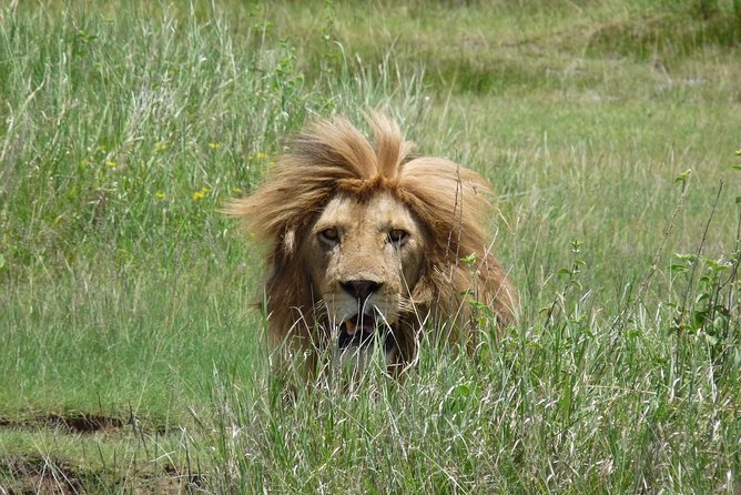 4 Days Lodge Safari - Day 4: Ngorongoro Crater and the final game drive