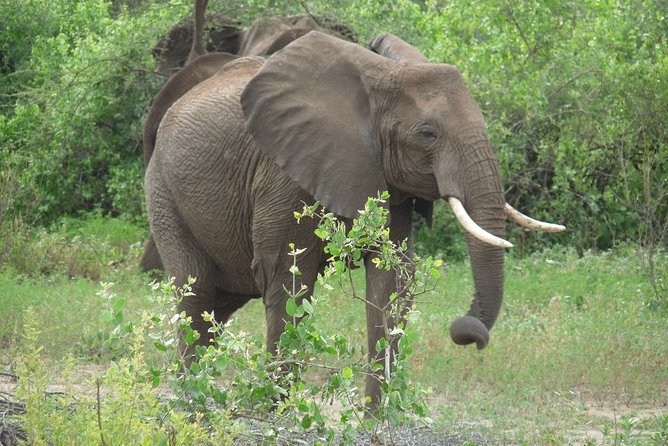 4 Days Lodge Safari - The guide can shape the whole experience