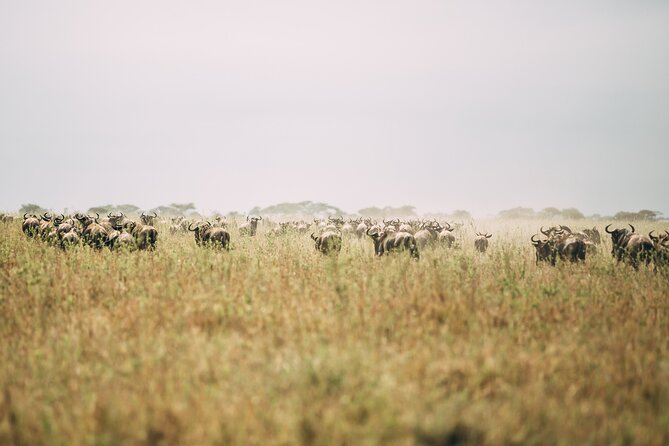 4 Days Lodge Safari in Lake Manyara, Serengeti & Ngorongoro Crater - Guides, vehicles, and the private format