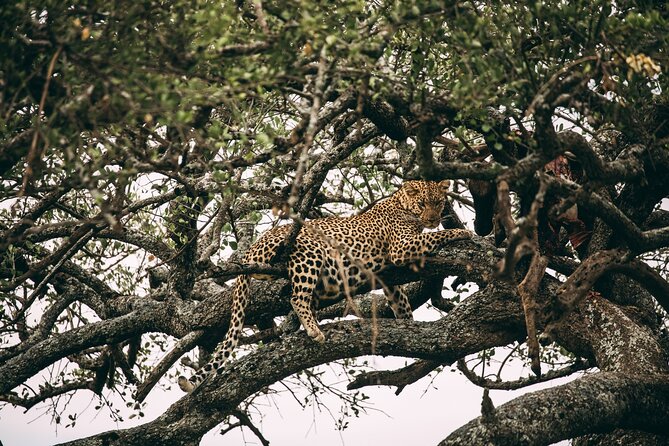 4 Days Lodge Safari in Lake Manyara, Serengeti & Ngorongoro Crater - Who should book this safari?