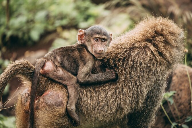 4 Days Lodge Safari in Lake Manyara, Serengeti & Ngorongoro Crater - Day 2: Crossing the crater highlands to the Serengeti