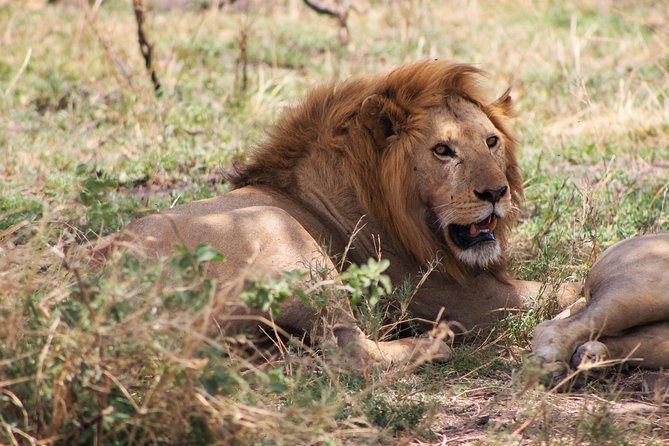 4 Days lodge safari Tarangire , Ngorongoro crater & Walking - Day three: descending into the Ngorongoro Crater