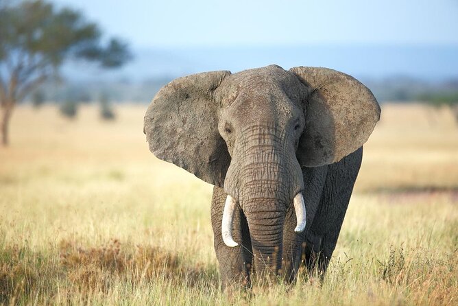 4 Days lodge safari Tarangire , Ngorongoro crater & Walking - Guides, vehicles, and group size