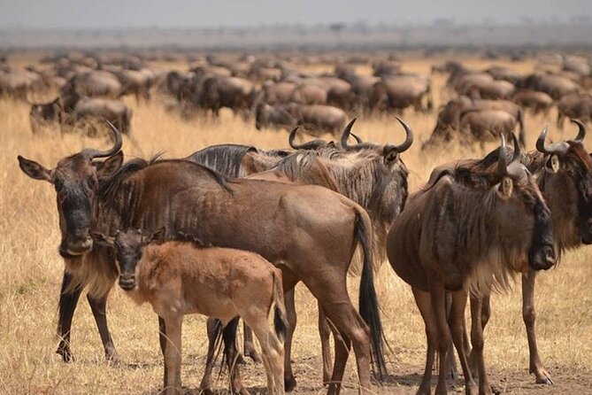 4 Days Lodges Serengeti, Ngorongoro Crater & Visiting Maasai - Day 2: The road to Serengeti and a Maasai village stop