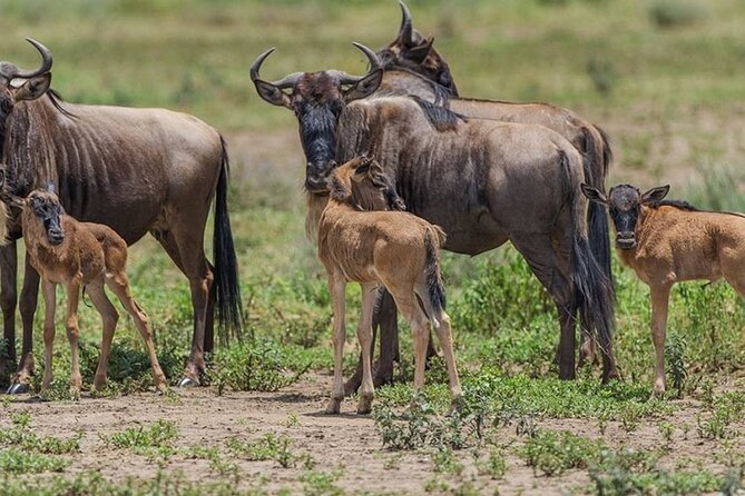 4 Days Lodges Serengeti, Ngorongoro Crater & Visiting Maasai - Day 4: A final Serengeti drive and the return journey