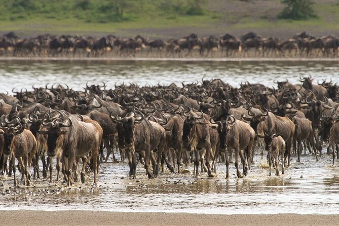 4 Days Lodges Serengeti, Ngorongoro Crater & Visiting Maasai - Comfort, group size, and the feel of the vehicle