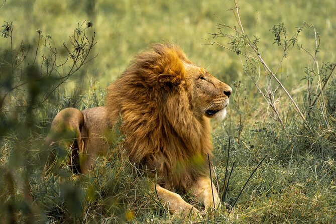 4 Days Lodges Serengeti, Ngorongoro Crater & Visiting Maasai - Who will get the most from this safari