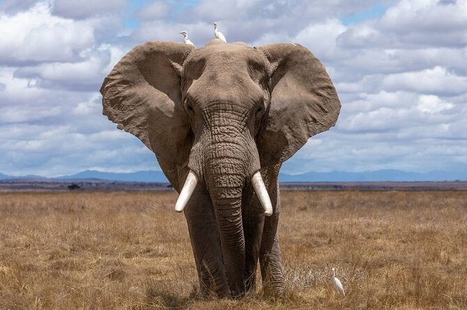 4 Days Lodges Serengeti, Ngorongoro Crater & Visiting Maasai - Day 3: A full day on the Serengeti plains
