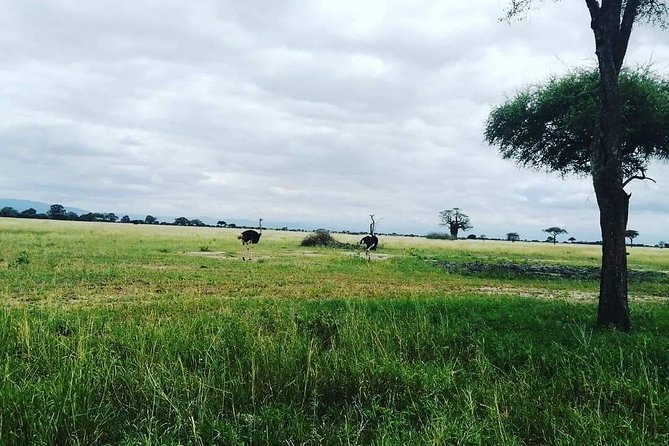 4 Days Luxury Lodge Safari Tour Tanzania - Day 1: Elephants and baobabs in Tarangire