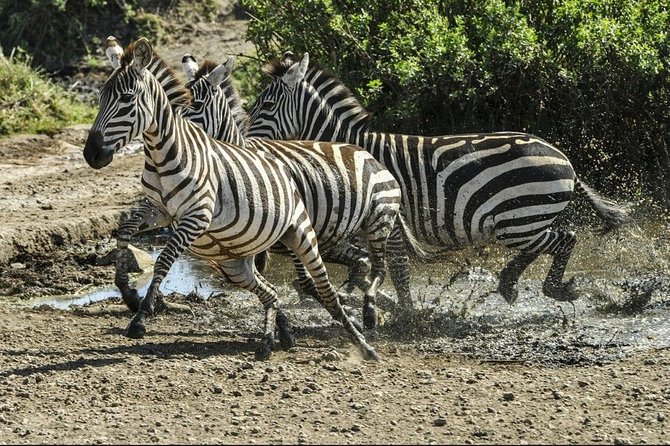 4 Days Luxury Lodge Safari Tour Tanzania - What luxury means on this safari