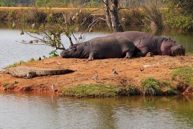 4 Days Luxury Lodge Safari Tour Tanzania - The guide can shape the whole experience