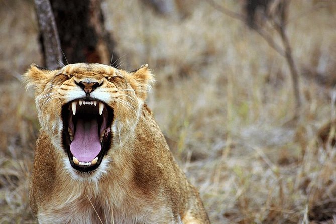 4 Days Luxury Lodge Safari Tour Tanzania - Transport, group size, and the daily pace