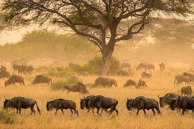 4 days luxury safari (a dream experience) - Booking, weather, and cancellation