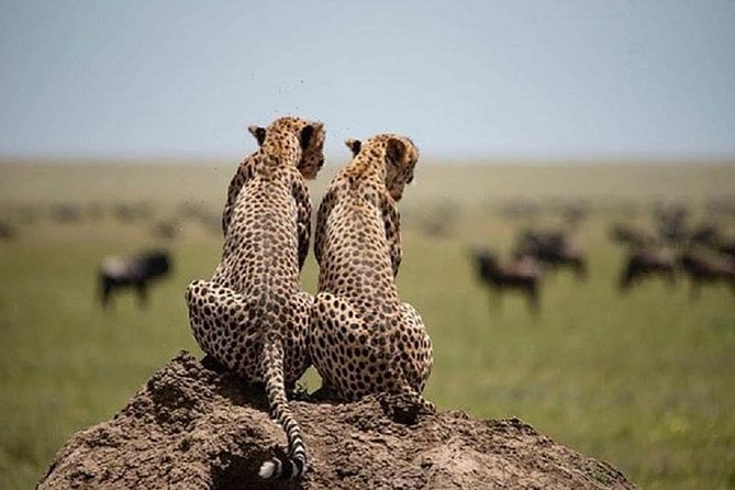 4 days luxury safari (a dream experience) - Day two: a second full look at Serengeti