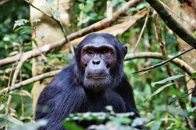 4 Days Mikumi & Udzungwa National Parks Safari - Why Mikumi and Udzungwa work well together