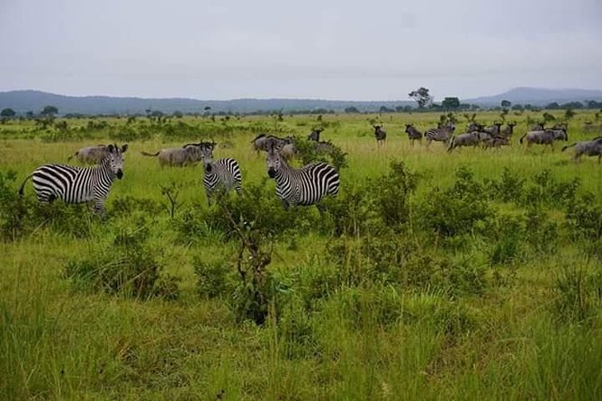 4 Days Mikumi & Udzungwa National Parks Safari - What the $1,200 price covers