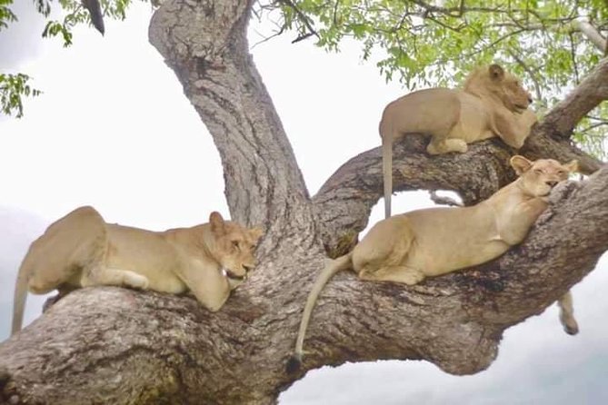 4 Days Mikumi & Udzungwa National Parks Safari - Food, comfort, and daily rhythm