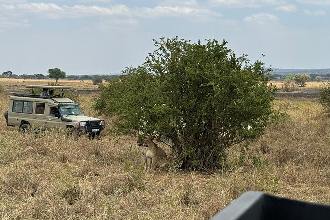 4 Days Private Arusha National Park, Serengeti, Ngorongoro Tour - The Ngorongoro Crater morning