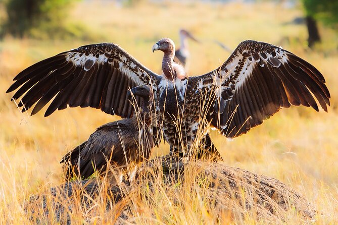 4 Days Private Arusha National Park, Serengeti, Ngorongoro Tour - Who will enjoy this safari most