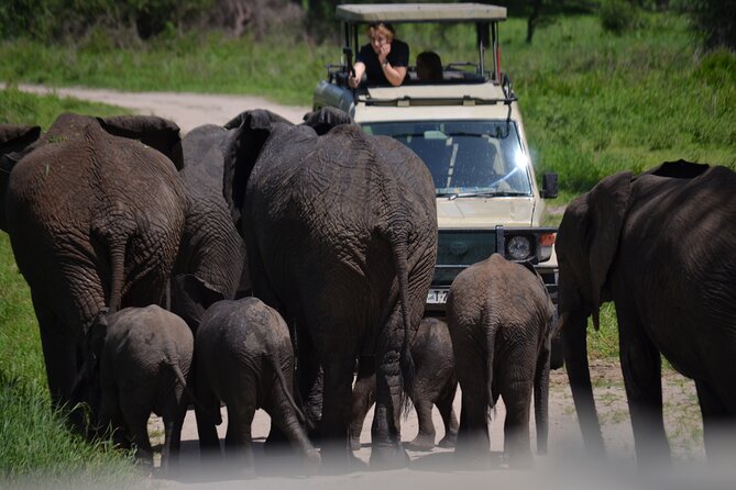 4 Days Private Midrange Lodge Safari to Serengeti & Ngorongoro - Day three: sunrise wildlife and the move toward Ngorongoro