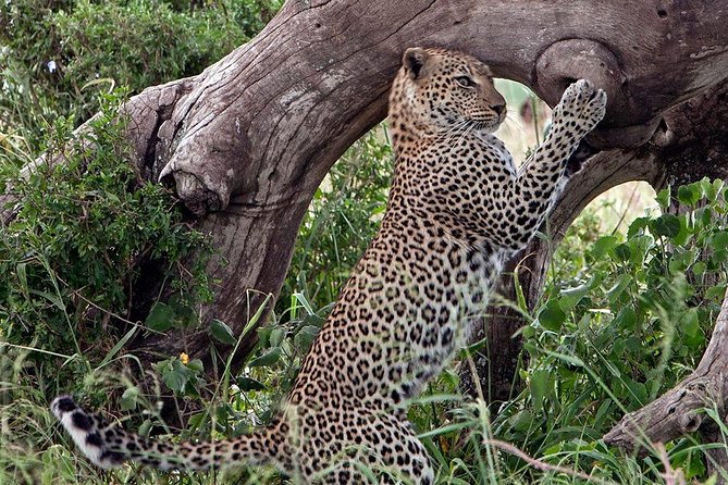 4 Days Private Migration Midrange Safari - Day one: Arusha to central Serengeti via Ngorongoro