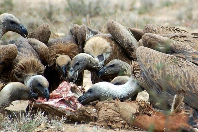 4 Days Private Migration Midrange Safari - Comfort, food, and daily rhythm