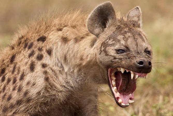 4 Days Private Migration Midrange Safari - The real strengths and weak points