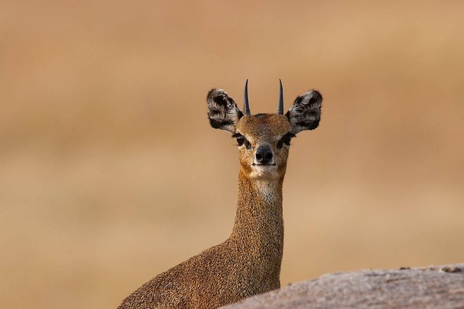 4 Days Private Migration Midrange Safari - Day two: central Serengeti at sunrise, then north