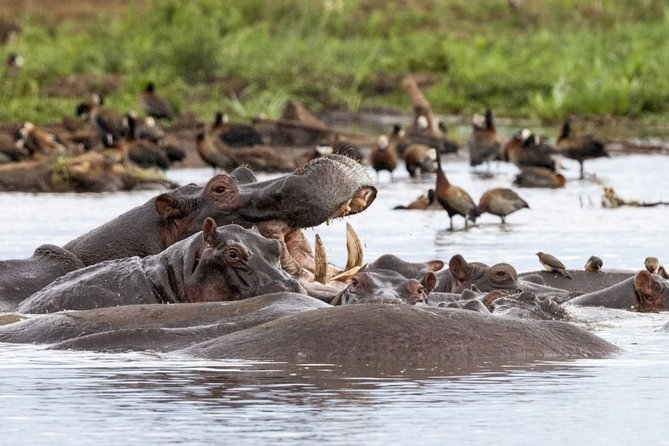 4 days Private Safari Tour Tanzania - Three famous parks without wasting a day