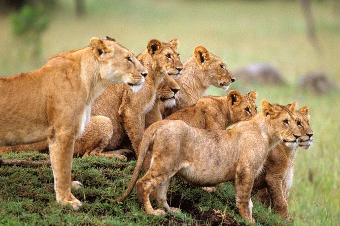 4 days Private Safari Tour Tanzania - The long road to Seronera in the Serengeti