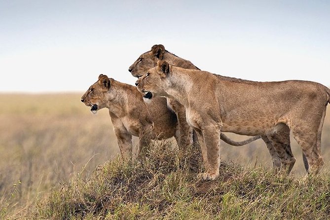 4 days Private Safari Tour Tanzania - What the private setup means in practice