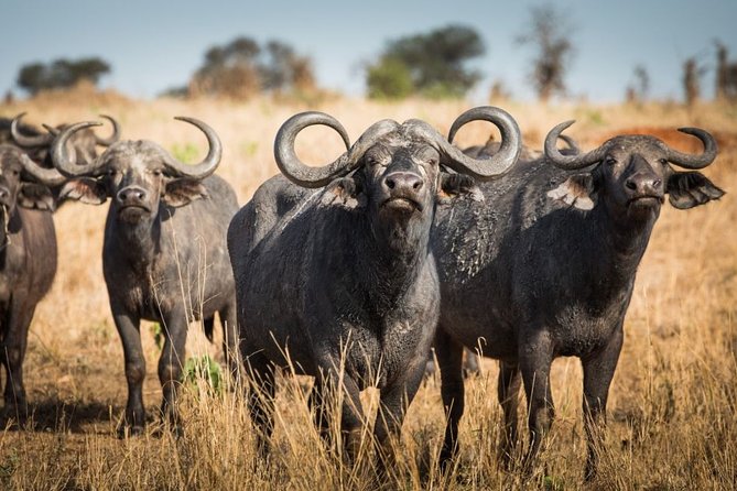 4 days Private Safari Tour Tanzania - Tarangire National Park and the Great Rift Wall