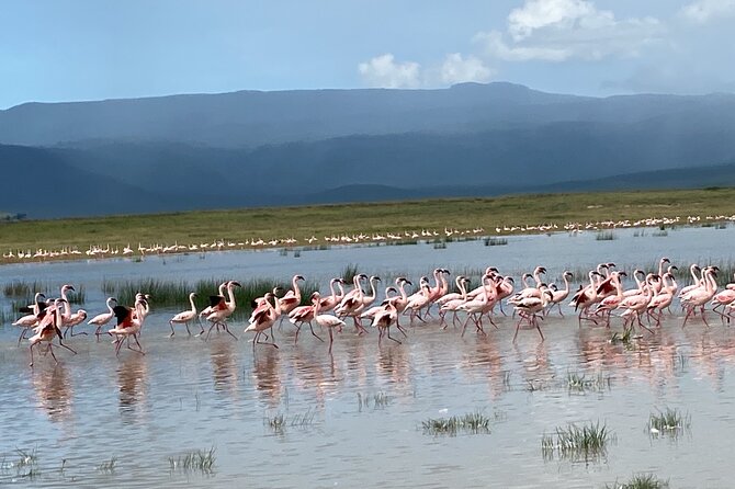 4 Days Private Tour Tarangire Crater and Serengeti - Three famous parks in four busy days
