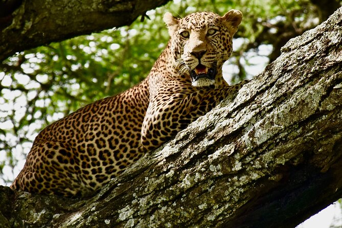 4 days safari - Four parks, one busy northern Tanzania route