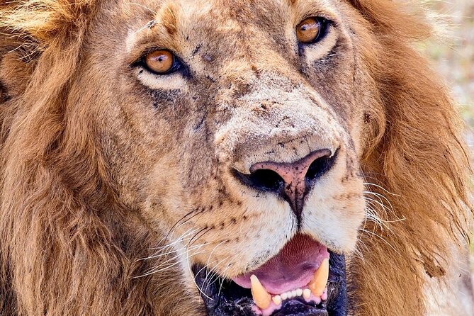 4 days safari - Day 5: Lake Manyara and the Maasai village visit