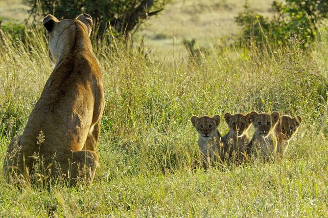 4 days safari in Tanzania - The guide can shape the whole safari
