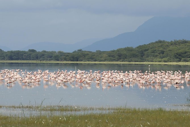 4 days safari in Tanzania - Food and overnight comfort