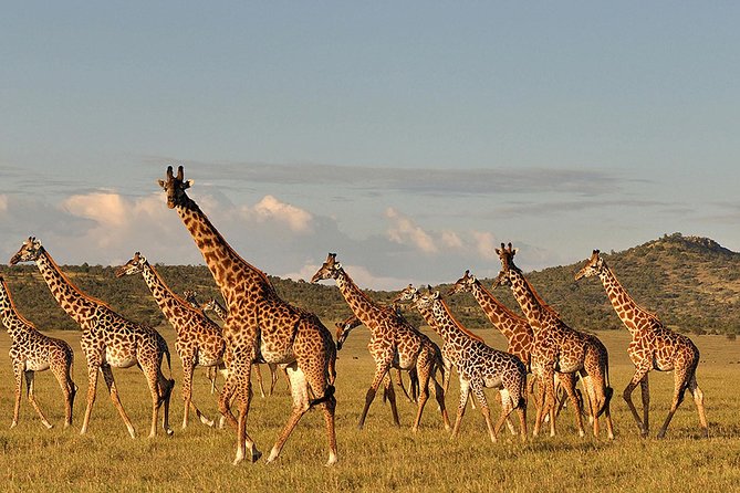 4 days Safari Lake Manyara, Ngorongoro crater and Serengeti - Day 3: A half-day in the Serengeti